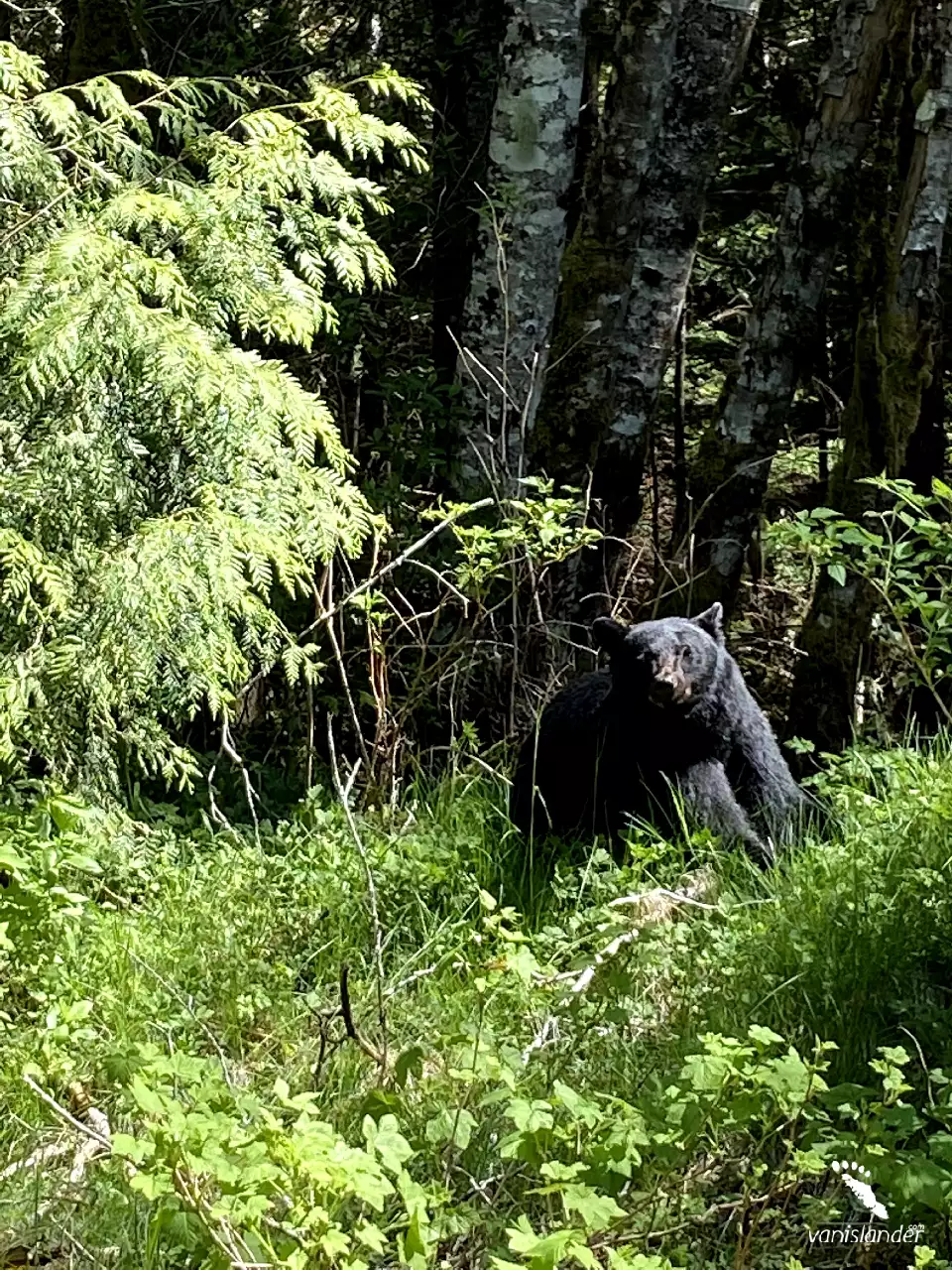A Bear in the Nature - Port Alice, Vancouver Island